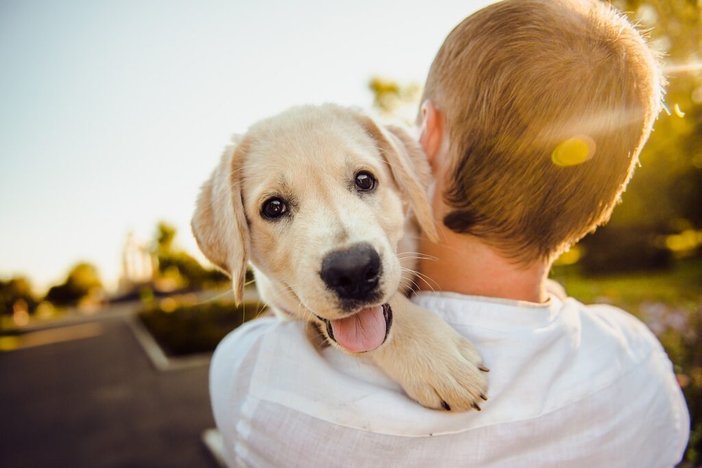 Who Keeps the Family Dog in Property Settlements